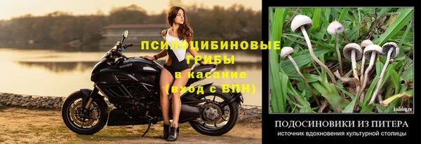 прущие грибы Арсеньев